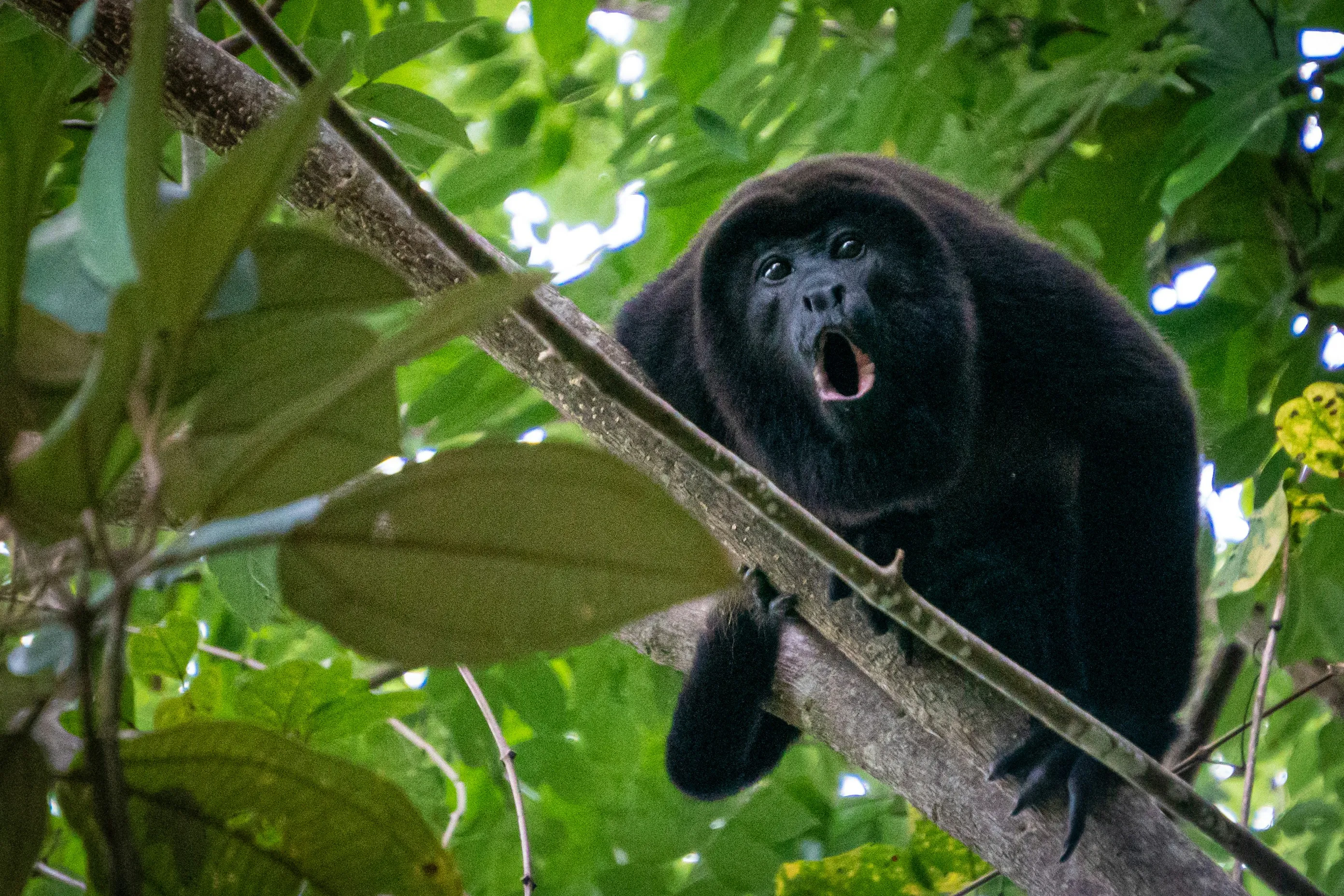 A howler monkey in the jungle canopy of the Nicoya Peninsula near Nosara, Costa Rica
