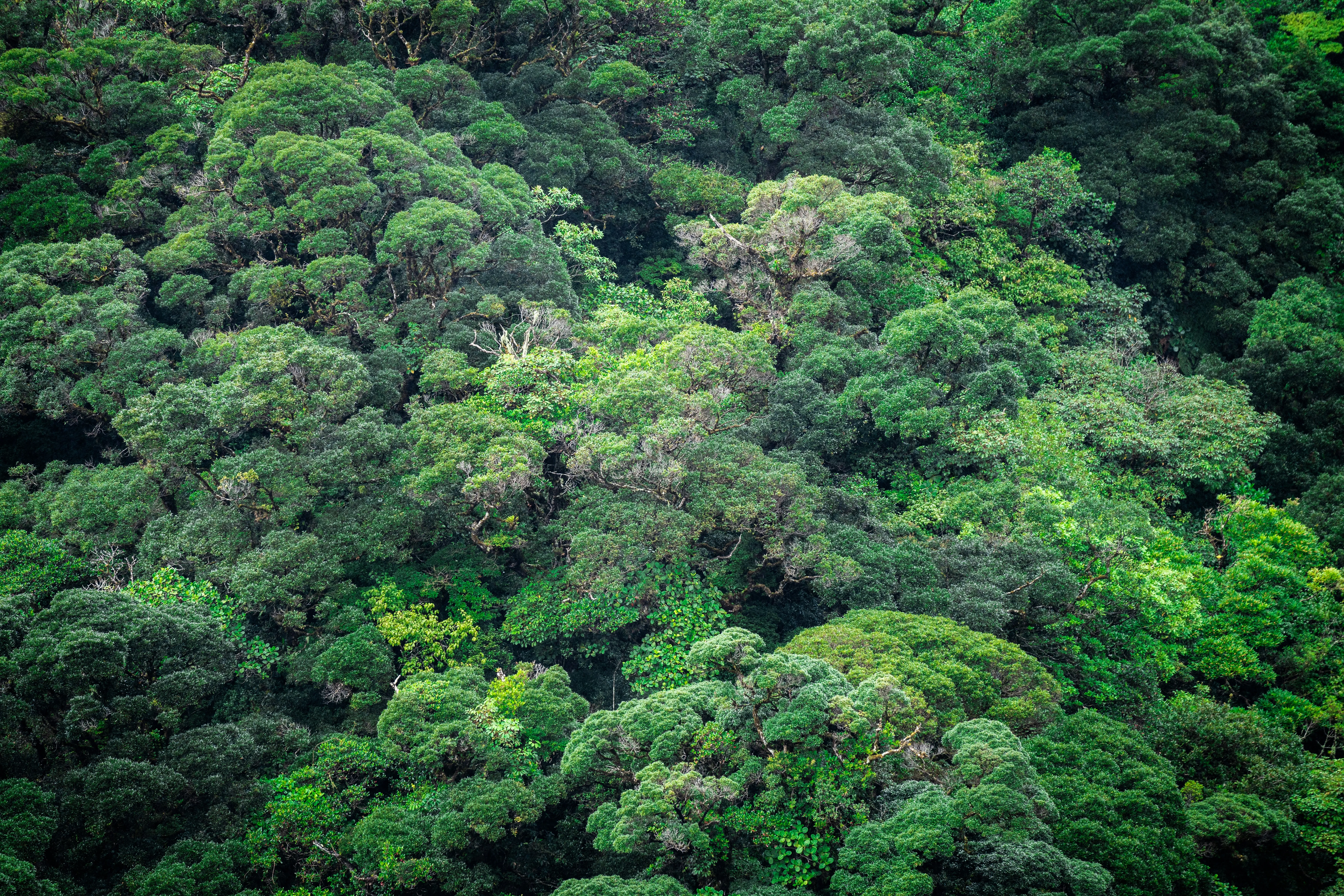 Dense rainforest canopy of the Nicoya Peninsula Blue Zone, Costa Rica